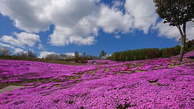 稚内からも海沿いを走ります(^_^;)<br />興部で一度休憩し、紋別辺りから滝上町に入り<br />滝の上芝桜公園に行きました。<br /><br />そのあと、かみゆうべつチューリップ公園へ♪<br /><br />この日はお花三昧♪