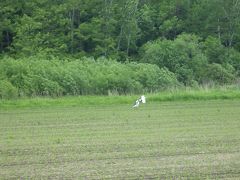 どこかにマイルで行く「北海道カントリーサインの旅１」（水曜どうでしょう対抗企画w）