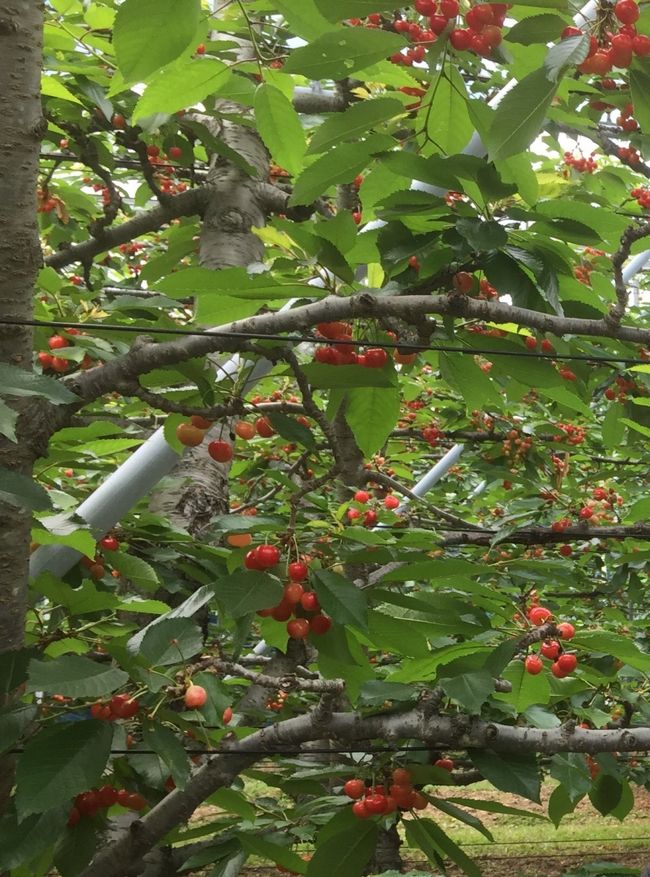 さくらんぼは大好きだけど、山形は遠い。<br />昨年から群馬県沼田市にさくらんぼを買いに行っています。昨年は老神温泉宿泊だったので 今年は伊香保温泉に宿泊しました。<br /><br />高齢の両親を連れての一泊旅行です。