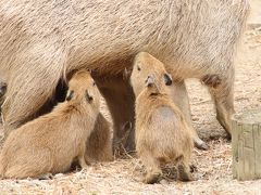 初夏最後の遠征に夜行バス往復で秋田・大森山動物園行きにチャレンジ（３）赤ちゃん４頭増えた大所帯のカピバラ＆眠そうだった王者の森の猛獣たち＆おさんぽシロフクロウ＆夕方のキンリとゾウ