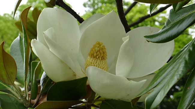 日本庭園付近に咲いていた、花菖蒲とハナハス以外に咲いていた花たちです。<br /><br />写真は、タイザンボクの花。