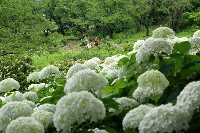 下田公園のあじさい行から戻ったら、次はあそこに行こう、ここに行こうと思っていたところが沢山あったのですが、出かけるのも何かと面倒だよねって囁く自分が一方にいて、結局、何日も家でゴロゴロしていました・・・<br />そんな悪魔の囁きに負けていたのでは体にもよくないと思い直し、今日 （6/29）、東京サマーランドのあじさい園に出掛けてきました・・・<br /><br />ここには、2014年と2015年の２回訪ねているのですが、今回はその時と比べると全般的に花数が少ないように感じましたが （スタッフの方もそう仰っていました）、それでも見応えは十分にありました・・・<br />もしかしたらタイミング的に今回が今年最後のあじさい行になるかもしれないと思い、ゆっくり楽しんできました・・・<br /><br />