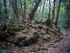 心の目で見る竜ヶ岳からの富士山と樹海散策　