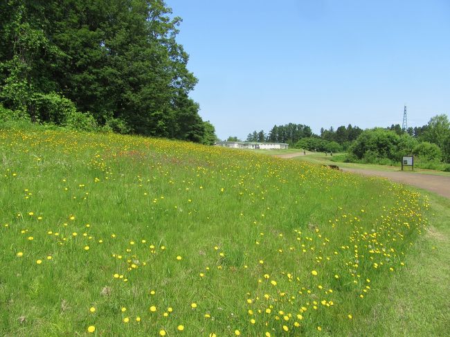 　北海道・東北旅行の一日を青森市で過ごしました。<br />　行く先は、歴史と文化に興味があるので、巨大縄文集落のあった場所として有名な三内丸山遺跡。<br />　この遺跡は東京ドーム８個分の広さがあり、ガイドさんの説明では、プロ野球チームを招致できるような野球場を計画し、え建設を始めたところ、とてつもなく大量の遺物・遺跡が出土したため、球場建設を中止して、調査・保存されるようになったとのこと。<br />　ずっと前から興味があり、訪ねてみたいと思っていましたが、やっと叶いました。