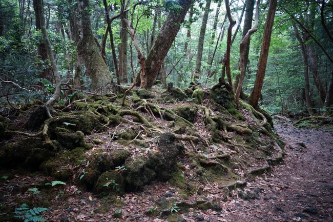 フォローさせていただいているきしゆめさんの竜ヶ岳ハイキングの旅行記を拝見して<br />日々行きた～い！と思っていました。<br /><br />でも、公共の交通機関を使うとかなり不便。<br />やっぱりここは車で行くべきだよなあ！<br />でも、近頃ご年配の方がアクセルとブレーキを間違える事故が多いけど<br />限りなくペーパードライバーに近い私も負けないよ～の状態。<br />自分で運転するのは危険なので、息子の耳元で毎日「竜ヶ岳！竜ヶ岳！」とささやく。<br />夕飯時にはきしゆめさんの旅行記を息子の目に触れるようにしておく。<br />そんな日々の努力の甲斐があって、「しかたがないなあ～、行ってやるよ」との返事をついにもらう。<br />やった～～～<br />うれしすぎて前日眠れず、早朝寝不足。<br />10日は朝富士山ライブカメラで見たら、あまり良くない天気ということもあり1日後ろに伸ばすことになってしまいました。<br />昼ごろ、ライブカメラを見たらしっかり富士山。<br />明日は行くぞ！と気合を入れてしっかり寝たのに1日ずらした悲劇が・・・<br /><br />心の目で見れば絶景の竜ヶ岳ハイキングを終えて、以前から気になっていた<br />樹海を散策したのでした。<br /><br />参考にさせていただいたきしゆめさんの旅行記<br />「今年も山ゴハン始めました【山梨百名山】~竜ヶ岳~」はこちら<br />http://4travel.jp/travelogue/11248164<br />