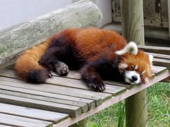 初夏のレッサーパンダ紀行【５】 大崎公園子供動物園  独自のレッサー飼育のポリシーを模索する小さな動物園に共感！！ 元気なキキ君＆ミクちゃんに会えて嬉しいです