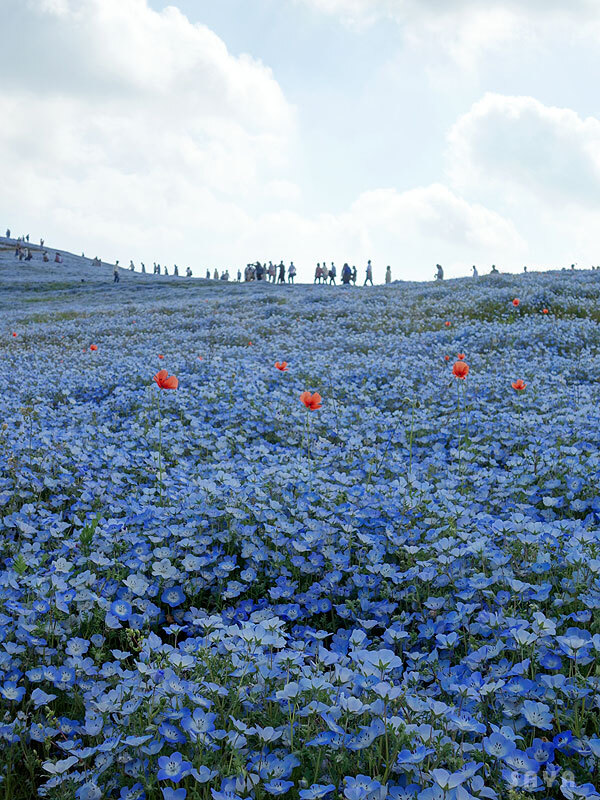 車中泊 ひたち海浜公園 ネモフィラ目指して 茨城の旅 1 茨城県の旅行記 ブログ By さやえんどうさん フォートラベル 車中泊 ひたち海浜公園 ネモフィラ目指して 茨城の旅 1 茨城県の旅行記 ブログ By さやえんどうさん フォートラベル