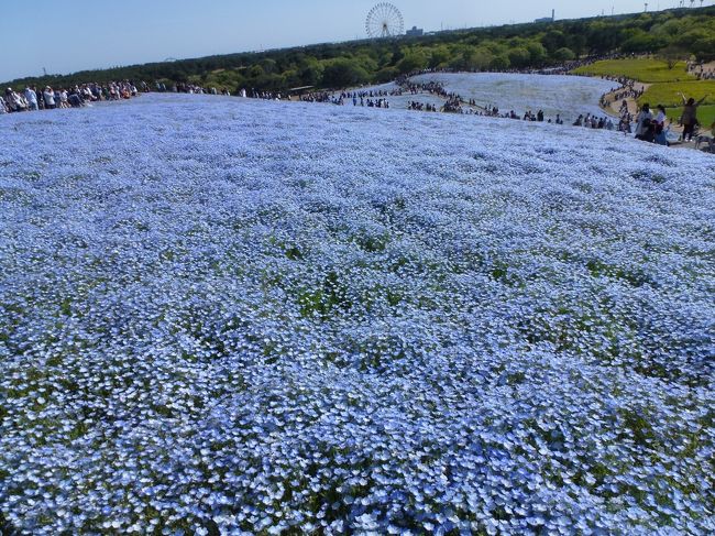 日帰りで花見に行ってまいりました<br /><br />三箇所廻ると格安ツアーです