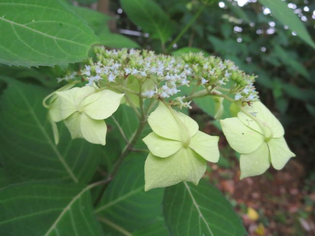 久しぶりの週末散歩　どこに行こうか考えていた時に紫陽花が見たいな&#12316;と思い　今まで行った事がなかった場所を検索<br />小田急線柿生駅から徒歩15分　浄慶寺に行ってみました。既に見頃は終わっていましたが可愛い羅漢がたくさん　とっても癒されました。隣駅鶴川まで歩いて旧白州邸　武相荘へ。ここは以前行った事がありましたがお昼時なのでここでランチを頂きました。雨も上がって良い散歩日和となりました。最後に東京駅構内にある果実園でマンゴーパフェを食べました。