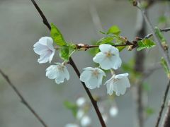 ７月1日、岩農で桜の花を見た