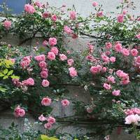 布引ハーブ園の薔薇と神戸動物王国ハシビロコウ