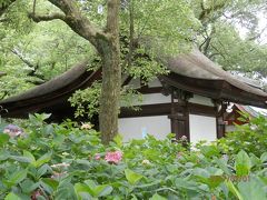 藤の森神社の紫陽花を訪ねて
