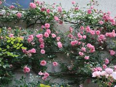 布引ハーブ園の薔薇と神戸動物王国ハシビロコウ