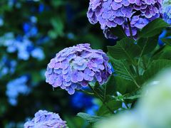 京都　紫陽花めぐり～丹州觀音寺、舞鶴自然文化園