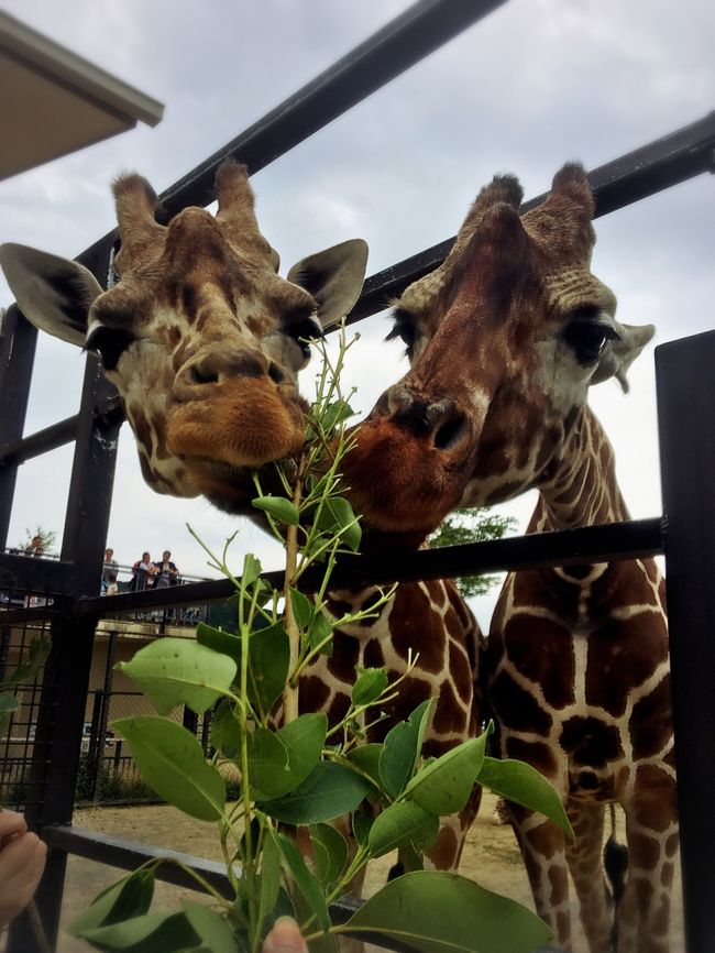 職場の人が気に入って何度もリピートしている「一日動物園体験」<br />面白そうなので一緒に申し込んでもらったら、見事当選したので長靴かついで参加してまいりました。<br /><br />「一日動物園体験」とは、キリンやカバなどの動物達の世話や、普段は入ることのできない動物病院等の施設を見学できるもので、京都市内に在住又は市内に在学、勤務している人を対象に年2回募集される、京都市動物園のイベントです。<br />　　　　