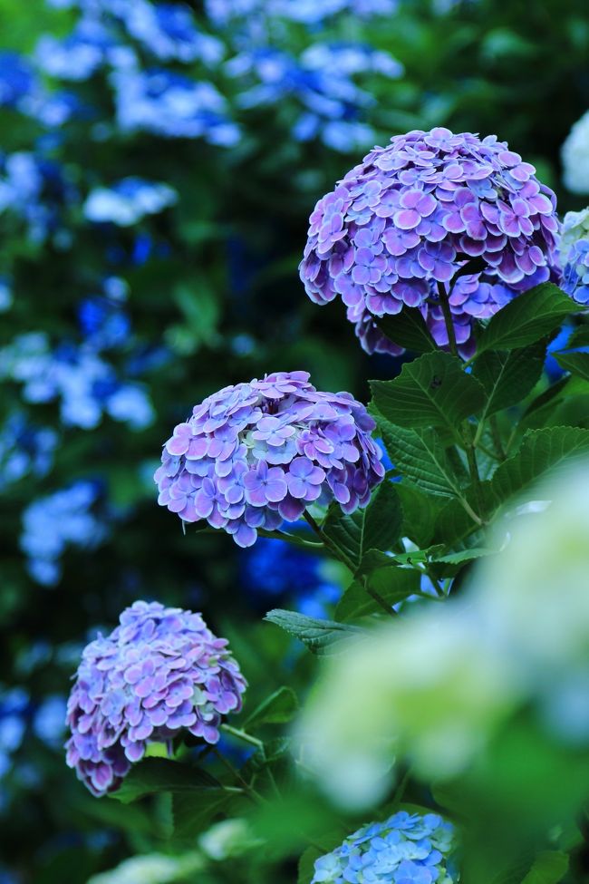 今週は福知山から紫陽花めぐり。<br /><br /><br />京都<br />福知山市　丹州觀音寺（たんしゅうかんのんじ）<br />舞鶴市　　舞鶴自然文化園<br /><br />滋賀<br />長浜市　　神前（かみさき）神社<br />長浜市　　全長寺（ぜんちょうじ）<br /><br />石川<br />金沢市　　本興寺（ほんこうじ）<br />金沢市　　卯辰山（うたつやま）公園<br />金沢市　　大乗寺（だいじょうじ）丘陵公園