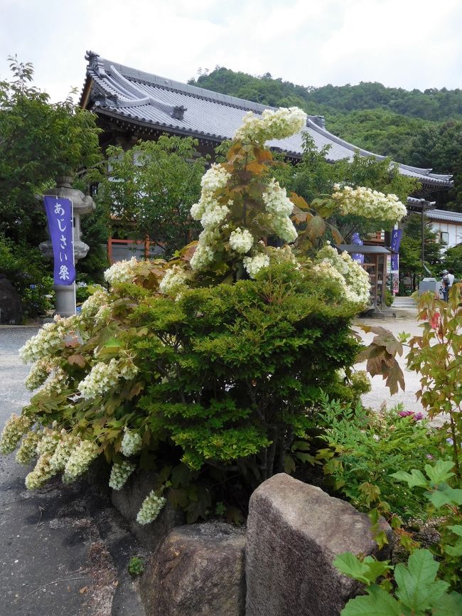 　「湯めぐりツアー　４回目」は広島です。<br />（２回目の県内は人数が集まらなくて中止になりました）<br />今回は２１人で少なかったです。<br /><br />　広島市佐伯区にある山陽の花の寺２４か寺第２４番の観音寺にあじさいを見に行きました。<br />　３５０種５０００株あるそうです。<br />今年は雨があんまり降らなかったのでちょっとは花にも影響したようです。<br />それでも濃い水色や薄い水色などの花がきれいでした。<br /><br />　この後は呉市に移動です。<br /><br />　こちらは観音寺を掲載いたします。