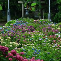 滋賀・石川　紫陽花めぐり～神前神社、全長寺、本興寺、卯辰山公園、大乗寺丘陵公園