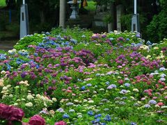 滋賀・石川　紫陽花めぐり～神前神社、全長寺、本興寺、卯辰山公園、大乗寺丘陵公園