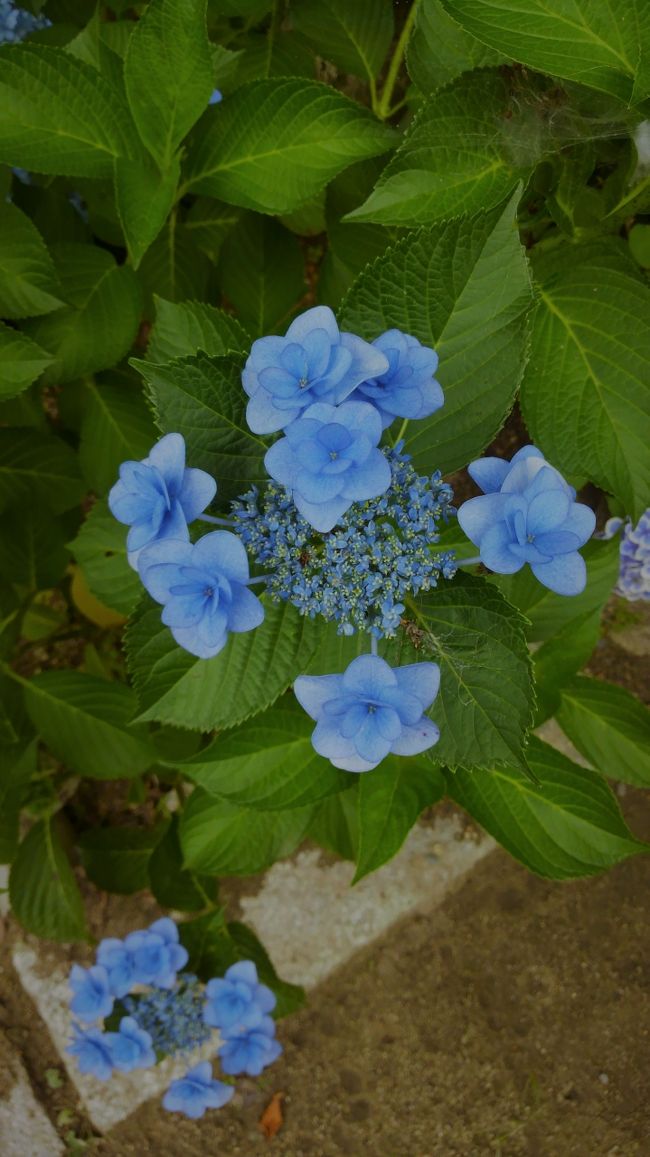 アジサイ便りがしきりに届く季節になった。<br />京阪神のアジサイの名所は、花も多いが、人出も多い。<br />商業主義にうんざりすることもたまにはある。<br /><br />穴場中の穴場、アジサイは多いけれど人は少ない。<br />そんな贅沢な条件で探していたら、小耳に挟んだ守山市・鹿島神社。<br />盛りがすぎないうちにと友人を誘い、無人の境内のアジサイを堪能した。<br />