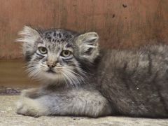 あじさい咲く夏の初めの埼玉こども動物自然公園（北園編）アカエリマキキツネザルとワオキツネザルとマヌルネコとプーズーの赤ちゃんたちに会いたい！