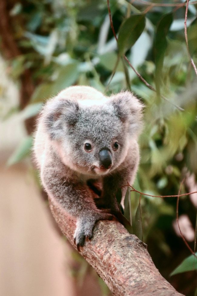 あじさい咲く夏の初めの埼玉こども動物自然公園 東園編 コアラの赤ちゃんのニーナちゃんとシマオイワワラビーの赤ちゃんに会いたい 東松山 埼玉県 の旅行記 ブログ By まみさん フォートラベル