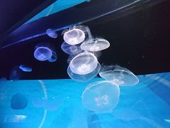 水族館デート&#9825;から～の浅草