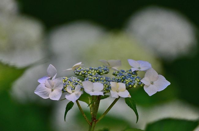 2017初夏に向かって咲く華・花達【その4　 アジサイなど】