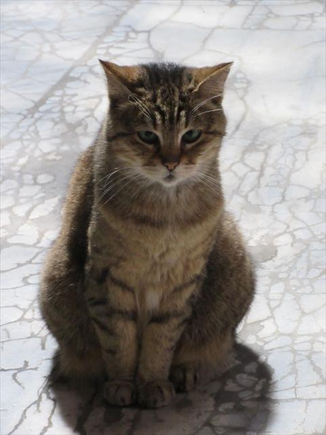 　トルコはどこに行っても猫が沢山います．アヤソフィアのような文化遺産であっても例外ではありません．☆☆☆☆☆ホテルのような所でも，そこかしこに猫がいたりします．日本の感覚からするとチョット違和感がありますが，猫好きにはたまらない国です．今回はトルコで見かけた猫だけを纏めてみました．