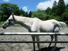 霧降高原と鬼怒川温泉ドライブの途中で白馬と遭遇しました。頭も撫でさせて貰えました。