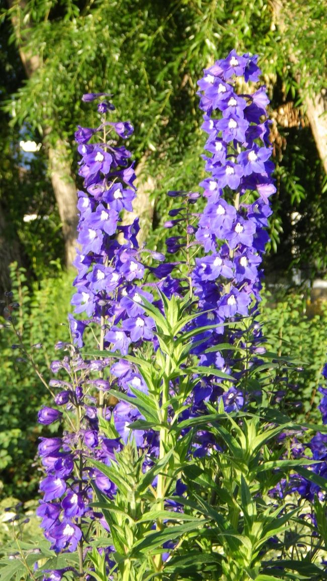 キルギスは８割以上が山岳地帯。標高も高く、高山植物だと思いますが花名は分かりませんが美し花ばかりです