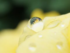 伊奈町　　雨上がりのバラ園