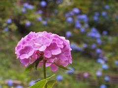 神戸森林植物園の「森の中のあじさい散策」