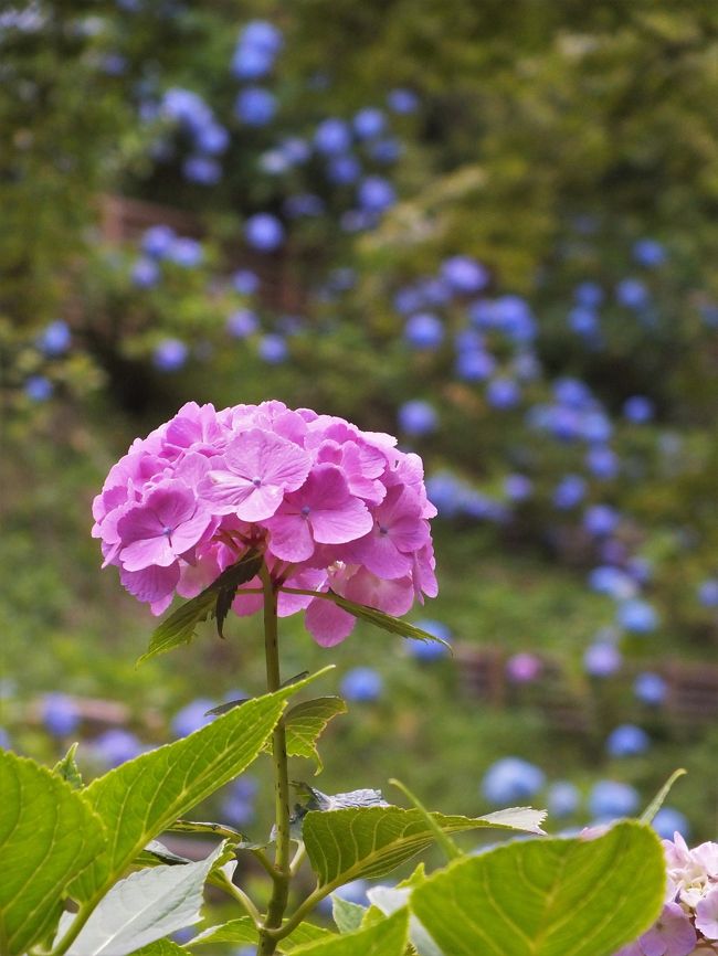 神戸市立森林植物園には３５０種５万株のアジサイが栽培されて見ごろを迎え、７月１７日までイベント「森の中のあじさい散策」が開催されている。<br />今年は５月の低温や降雨不足で例年より開花が１週間ほど遅れたそうで、シチダンカは見ごろを少し過ぎたがヒメアジサイや真っ白のアナベルなどがちょうど見ごろ。<br />青紫色のアジサイが梅雨の晴れ間の蒸し暑さを吹き飛ばすように、園内を爽やかな雰囲気に包んでいた。