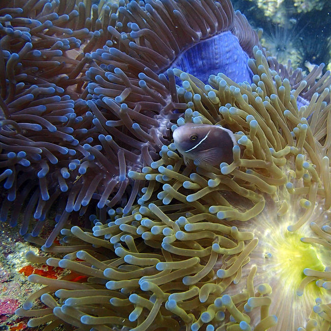 碧い海と南の島に住む猫たちを巡る旅 in Samui★2017　06　6日目　【サムイ島】