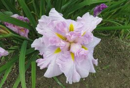 2017初夏、滝谷花菖蒲園(1/2)：終りに近かった花菖蒲、見頃の紫陽花、咲き残りのバラ