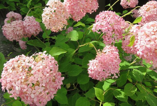 滝谷花菖蒲園の花菖蒲とアジサイの紹介です。この時期の見頃の花は花菖蒲、その数は600種100万本と公表されているようです。(ウィキペディア・その他）