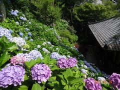 ☆梅雨だけど　行っちゃえ！　伊豆長岡　大磯　鎌倉　横浜☆　大磯　鎌倉編