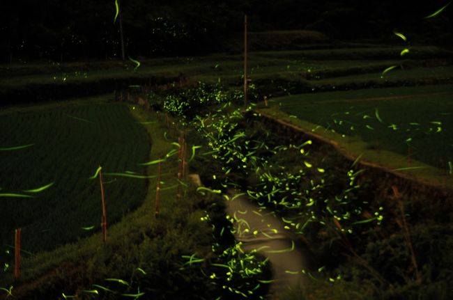 　今年も大阪府高槻の山奥までホタル撮影に行ってきました。雨が上がった直後で風は穏やか、上空には雲が有るので明るくなくホタルが飛び交う絶好の条件でした。