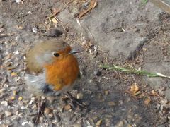 花と食べ物しかないイギリス旅行記（1）　羽田出発。ロンドンでプリペイドSIMを買う