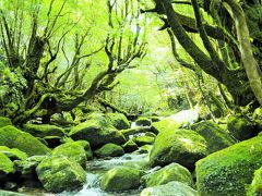 君とイク夏2017②緑あふれる屋久島の、苔むす森へレッツゴー。白谷雲水峡トレッキング♪