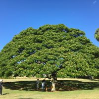 ３歳子連れ☆初ハワイ旅 その１ ノースショア観光、ホテル紹介など