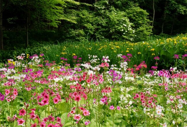 またまた日光へ。前半 霧降高原プチ山歩き <br />http://4travel.jp/travelogue/11258963<br />続きです。<br /><br />午後は、車で植物園に移動です。<br />上三依水生植物園で、クリンソウが見頃、と聞いたので見に行ったのです。<br />そこには、クリンソウだけでなく、ヒマラヤの青いケシ、珍しい高山植物の数々が咲く、私たちには、びっくりうれしいすばらしい植物園でした。<br />全く期待していなかった花々が見られる、かなりマニアックな植物園なのでした。<br />