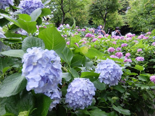 しっとり梅雨の中、紫陽花を見に鎌倉へ出かけました。<br />午後からのお出かけだったので、長谷寺の紫陽花の道は２時間待ち。<br />その間に鎌倉大仏へ行ったり、海を見たり、御霊神社のフォトスポットへ行ったりしました。