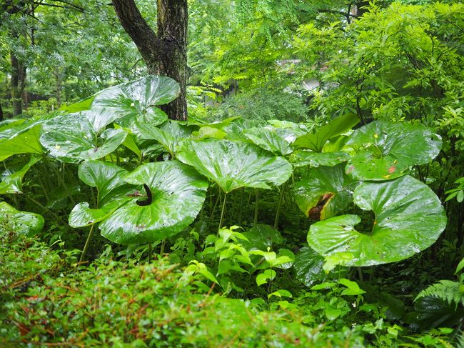 ３日目のメインは角館とリゾートしらかみ乗車です。<br />この日はあいにくの雨。とりわけ角館では激しく降りました。しかし、雨の角館はまた別の風情があります。すれ違った外人観光客も言っていましたが、「スバラシイですねぇ！」。<br /><br />《経路》<br />7月1日（土）　東京ー米沢ー山寺ー蔵王温泉<br />7月2日（日）　蔵王温泉ー山形ー増田ー横手<br />7月3日（月）　横手ー角館ー秋田ー鯵ヶ沢<br />7月4日（火）　鯵ヶ沢ー弘前ー青森ー東京