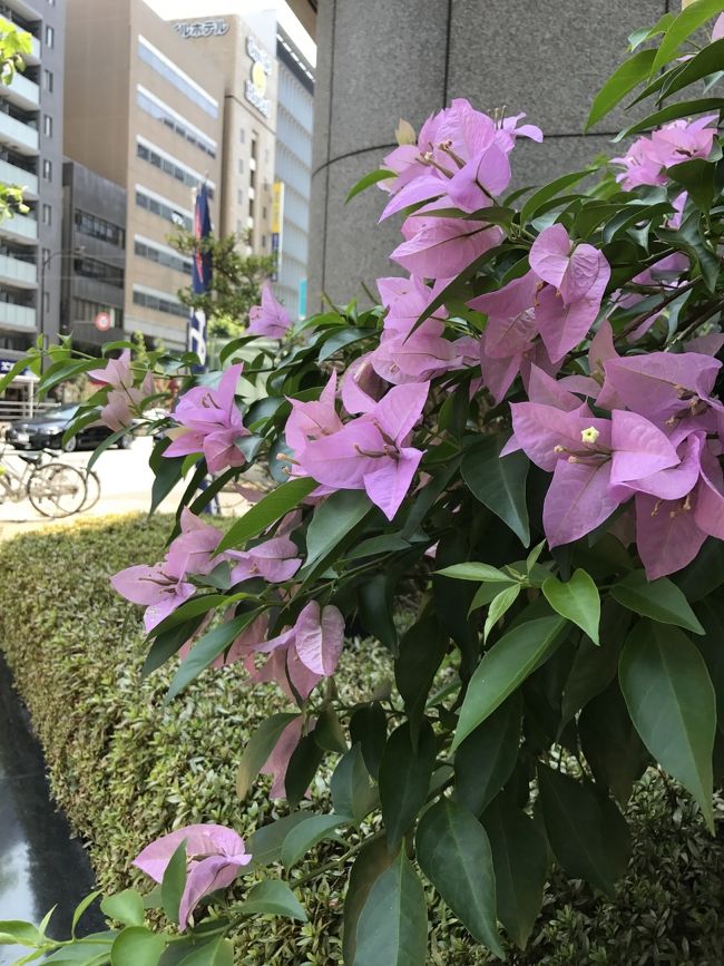 東京メトロ主催の東京まちさんぽに挑戦してきました。歩行距離は約12.3キロ。梅雨明け前にもかかわらず、お天気良すぎる一日。ヘロヘロになりながらも完歩する事ができました。歩きながらiPhoneでパシャりした写真ばかりなので、面白味ないかもしれませんが、記録として記載させていただきました。