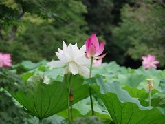 2017年　今年も栗林公園の蓮は見事でした。