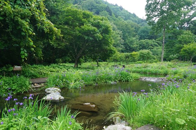 梅雨の晴れ間に誘われて、ミニ尾瀬公園に行ってきました。<br />ついでに、周りの観光スポットも訪ねました。