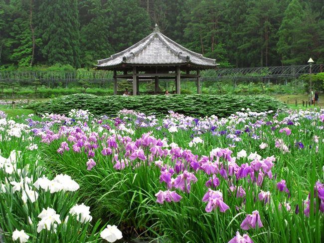 関西で花菖蒲の名所として知られる三田・永沢寺の花菖蒲園へ行ってきました。関西花の寺11番札所です。