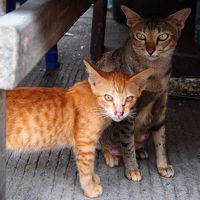 碧い海と南の島に住む猫たちを巡る旅 in Samui★2017　07　7日目　【サムイ島】